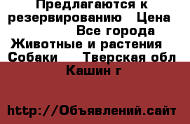 Предлагаются к резервированию › Цена ­ 16 000 - Все города Животные и растения » Собаки   . Тверская обл.,Кашин г.